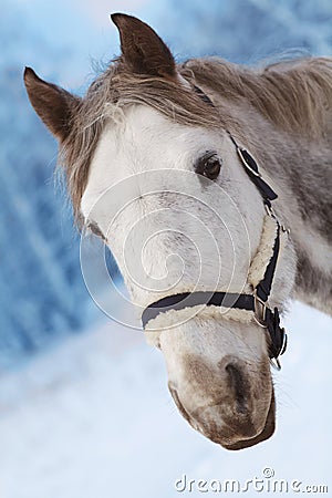 Gray horse with a head harness