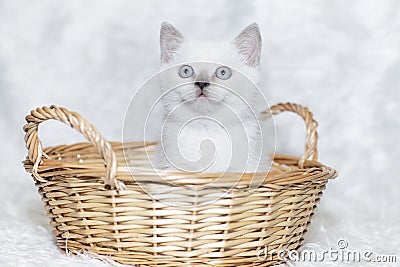 Gray kitten white background
