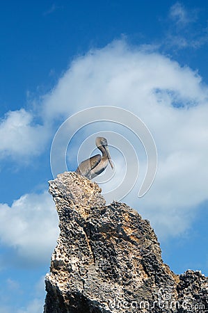 Gray pelican on a rock against the blue sky