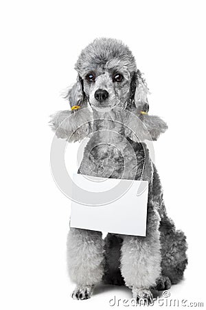 Gray poodle dog with tablet for text on isolated