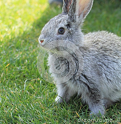 Gray rabbit