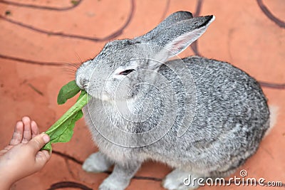 Gray rabbit