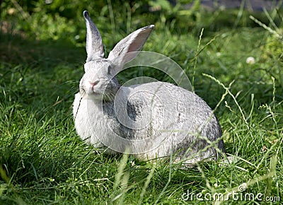 Gray rabbit sitting in the grass