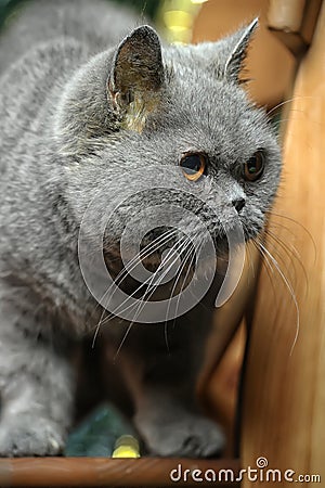 Gray scottish cat