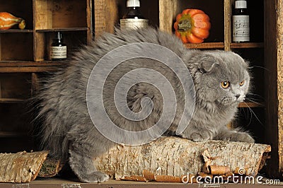 Gray Scottish Fold cat