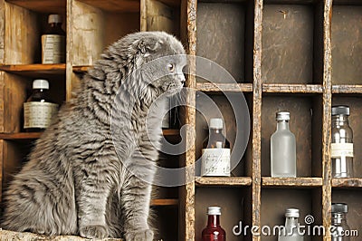 Gray Scottish Fold cat