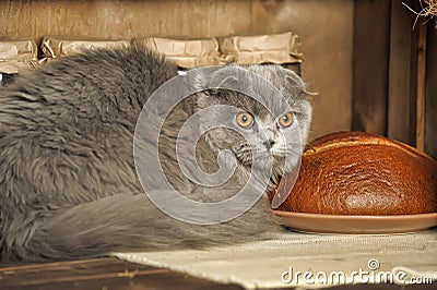 Gray Scottish Fold cat