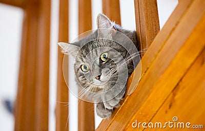 Gray siberian cat control home