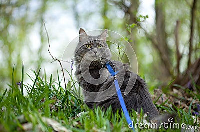 Gray siberian cat in forest