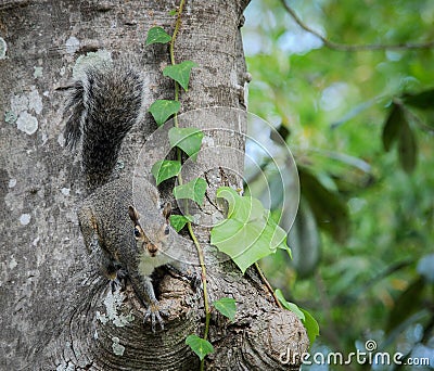 Squirrel on Magnolia Tree