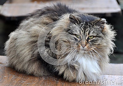 Gray striped fluffy cat