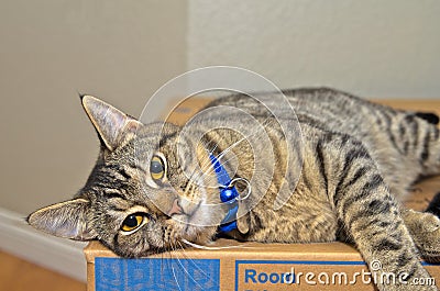 Gray tabby cat relaxing on cardboard box