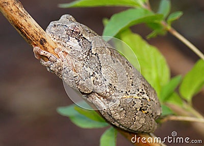 Gray Treefrog or Tree Frog, Hyla versicolor