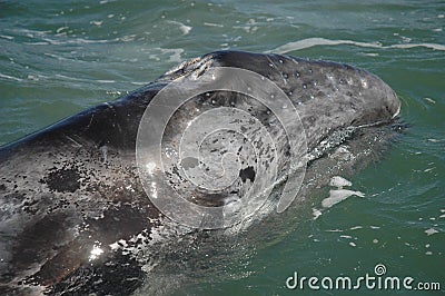 Gray Whale calf, Baja California