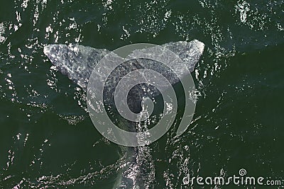 Gray Whale Fin