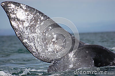 Gray Whale Fluke