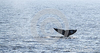 Gray Whale Tail