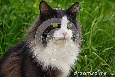 Gray and white cat - а hunter.