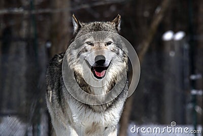 Gray Wolf