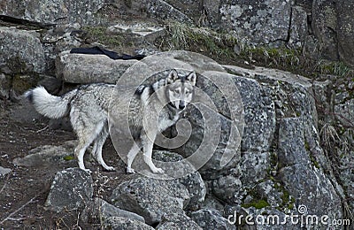 Gray Wolf Dog on Rock Canyon Step