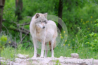 Gray Wolf in Habitat