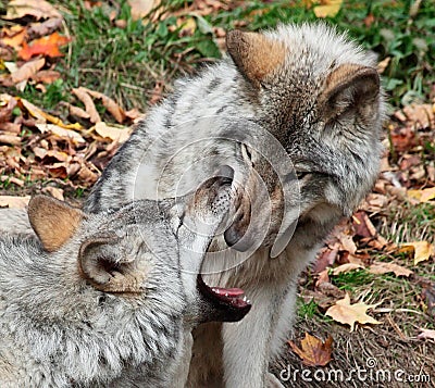 Gray Wolf Looking Inside Another Wolf s Mouth