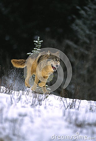 Gray Wolf Running