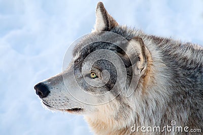 Gray Wolf in Winter