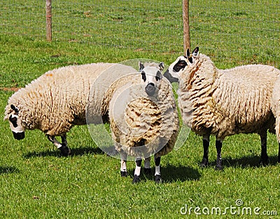 Grazing Badger Faced Sheep