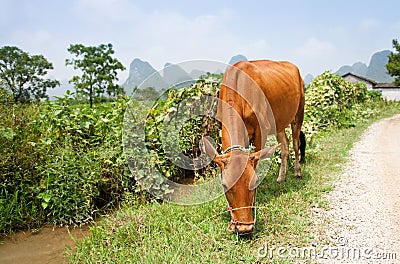 Grazing cattle