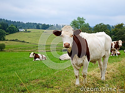 Grazing cattle