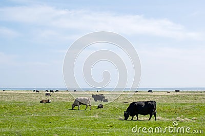 Grazing cattle at coast