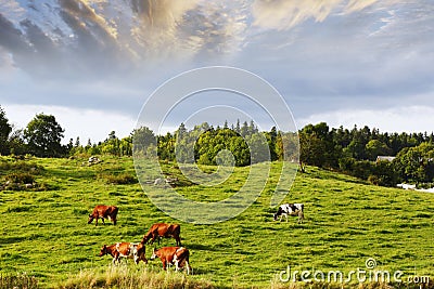 Grazing cattle in old rural area