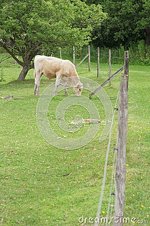 Grazing cow in a field