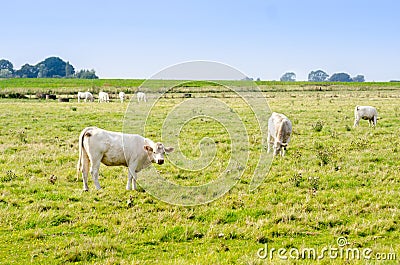 Grazing Cows on a Field