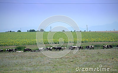 Grazing cows herd