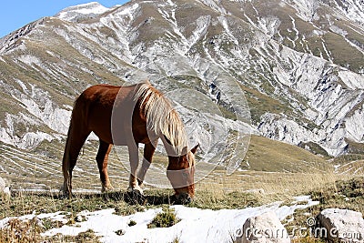 Grazing horse in free nature, Abruzzo, Italy