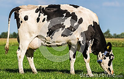 Grazing mottled cow