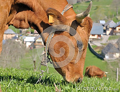 Grazing in mountain pasture