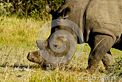 Grazing white rhino