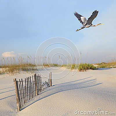 Great Blue Heron Flying Over Pristine Florida Beach