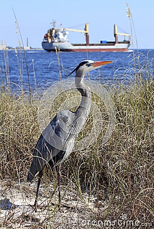 Great Blue Heron on the Shore as a Ship Passes