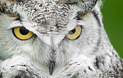 Great Horned Owl (Bubo Virginianus) Stock Ph