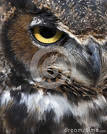 Great horned owl eye