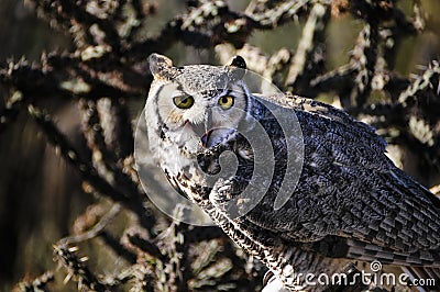 Great Horned Owl