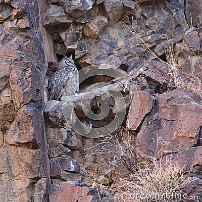 Great Horned Owl