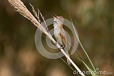 Great Reed Warbler Singing