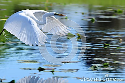 Great white egret in flight over water