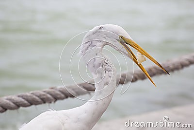 Great White Egret at Florida Gulf Coast Resort