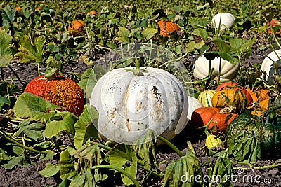 Great White Pumpkin